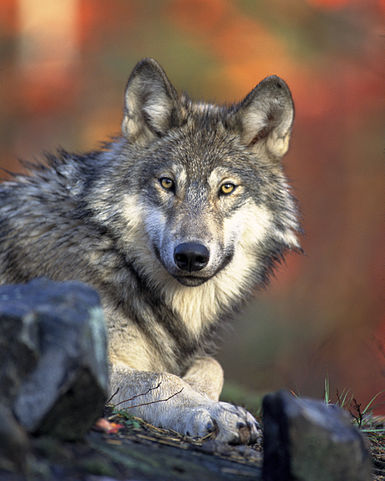 1802 premie voor het doden van wolf 385px-Canis_lupus_laying WMC